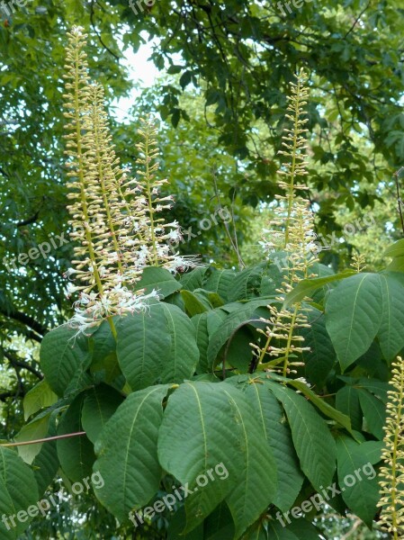 Buckeye Flowers Bloom Bush Plant