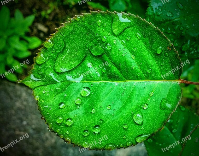 Leaf Water Drops Nature Free Photos