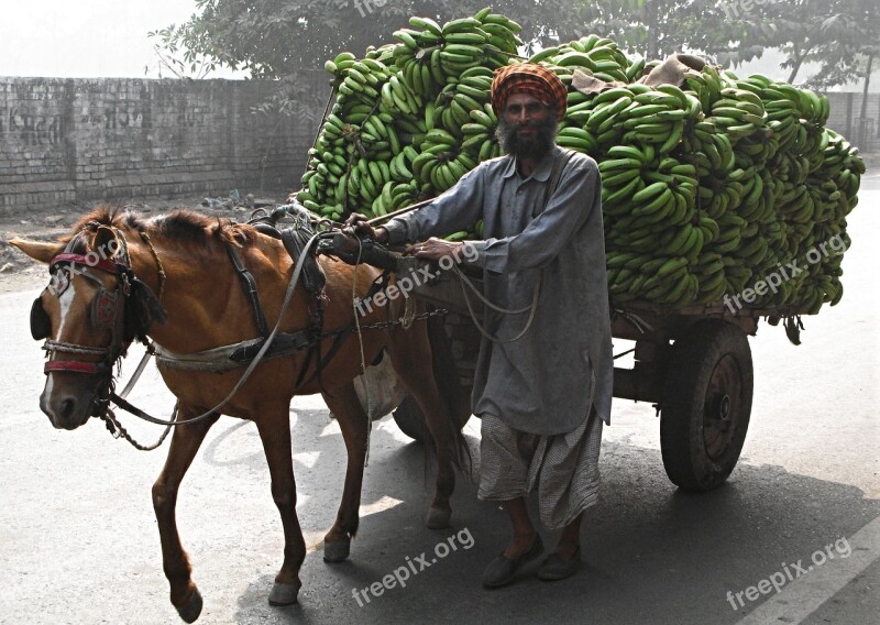 India Amritsar Hindu Bananas Punjab