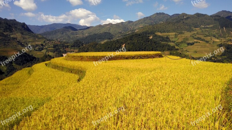 Terrace Rice Field Mountain Rice Vietnam