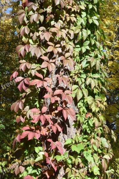 Multi Colored Vines Tree Autumn Flora