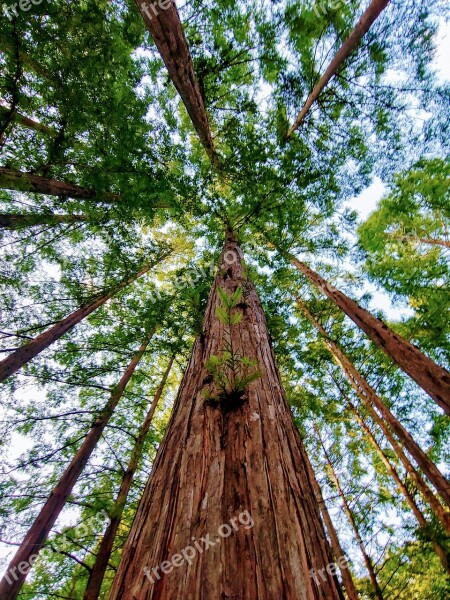 Zhang Taishan Meta Sequoia Wood Forest Life