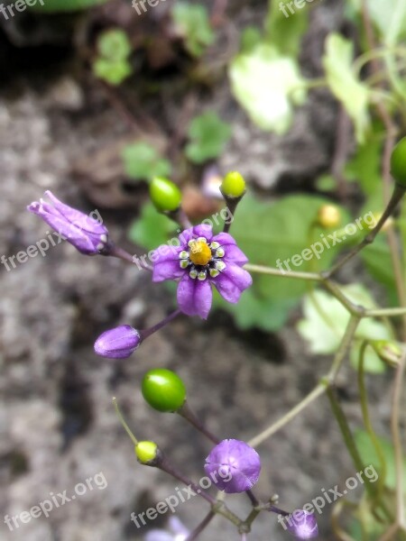 Flower Violet Wild Flower Summer Nature