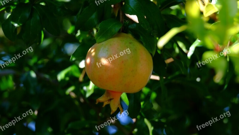 Pomegranate Fruit Tree Garden Sano