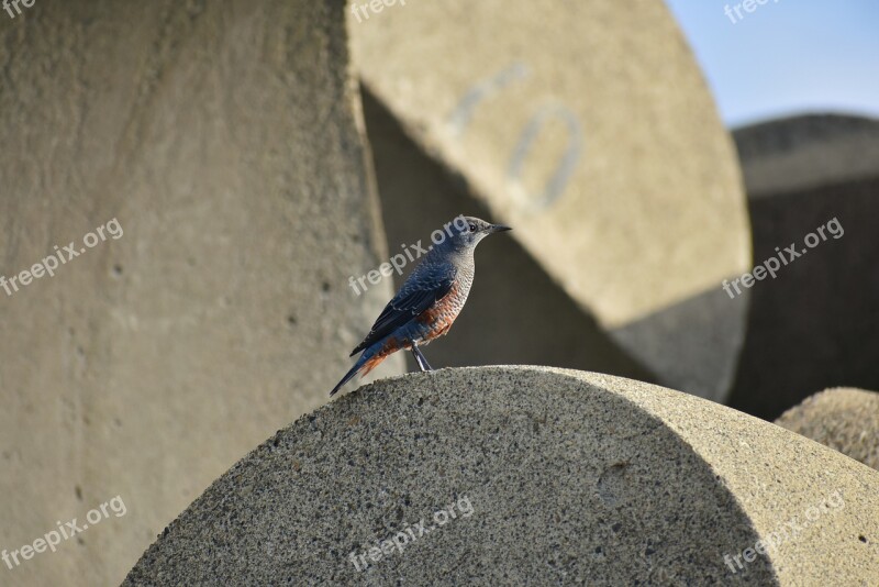 Animal Sea Beach Tetra Pod Bird