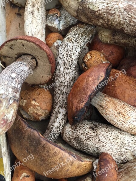 Mushroom Autumn Market Farmers Local Market Nature