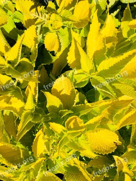 Colorful Nettle Yellow Plant Autumn Sunny