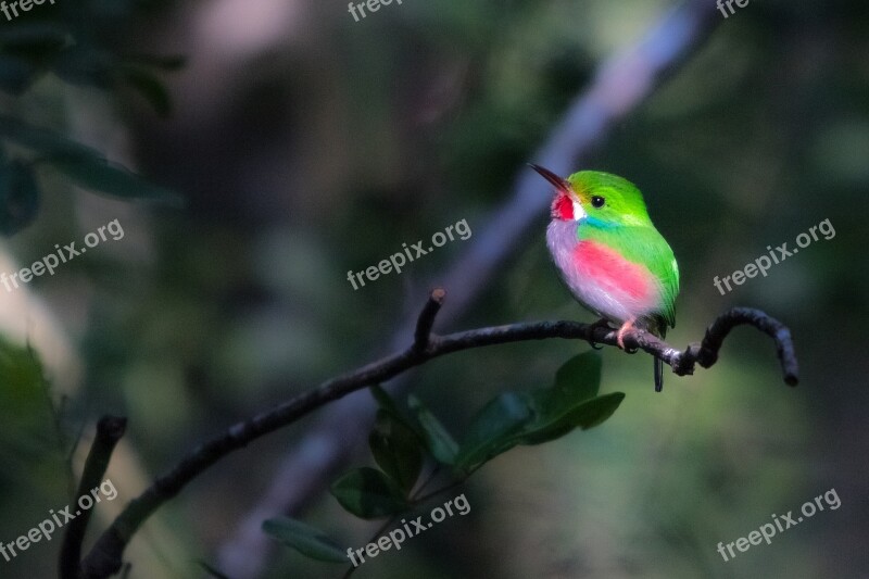 Cuba Matanzas Cienaga De Zapata Cartacuba Endemic