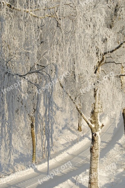 Winter Snow Three Way The Nature Of The