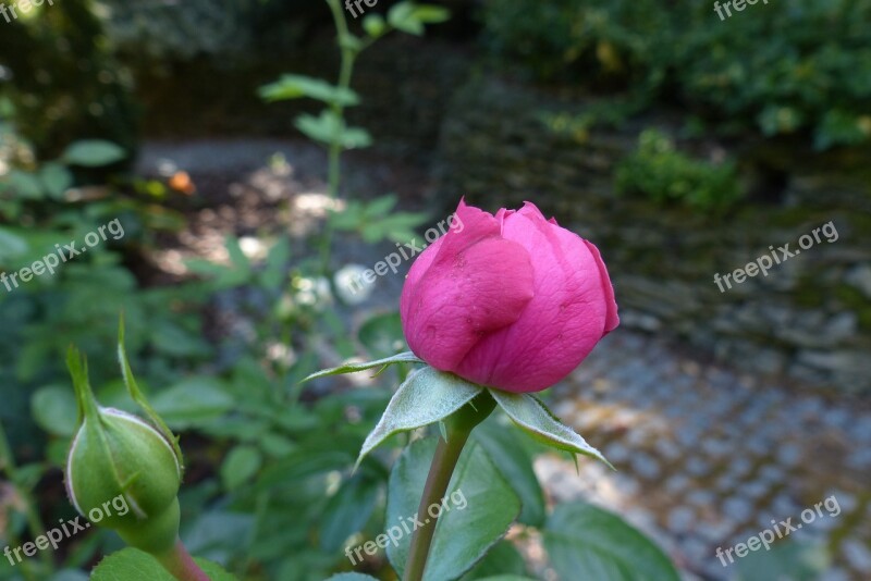 Rose Garden Nature Flower The Smell Of