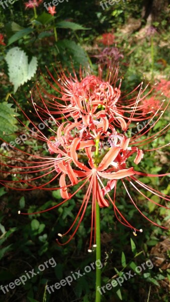 Flowers Plants Lycoris Radiata Nature Close