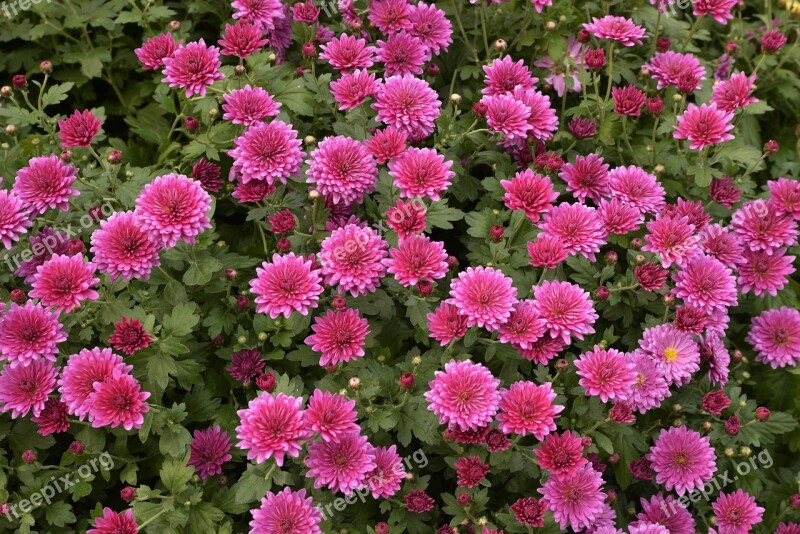 Flowers Raspberry Flower Bed Chrysanthemum Background