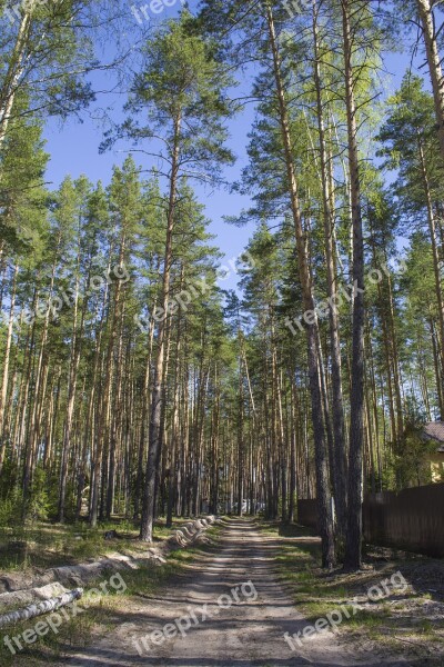 Forest Road Forest Road Trees Landscape