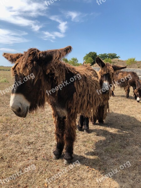 Donkey Rasta Ils De Re France Free Photos