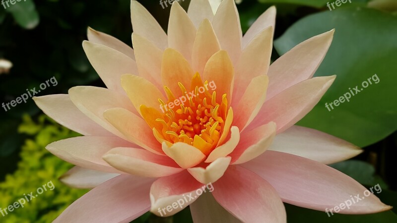 Lily Peach Flower Nature Closeup