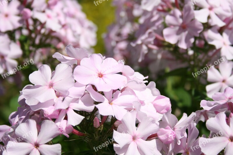 Phlox Light Pink Garden Free Photos