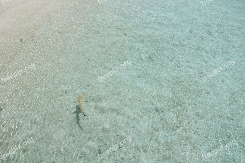 Shark Maldives Mar Fish Ocean