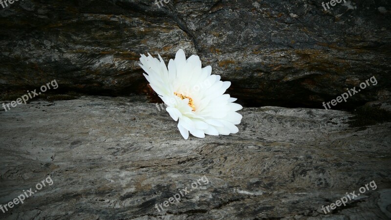 Flower Daisy Rock White Beautiful