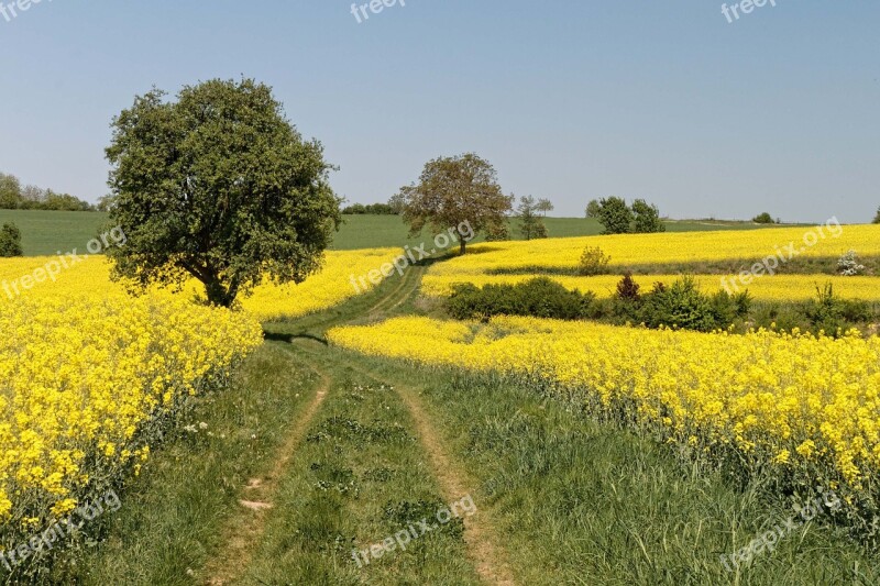 Oilseed Rape Landscape Rape Blossom Free Photos