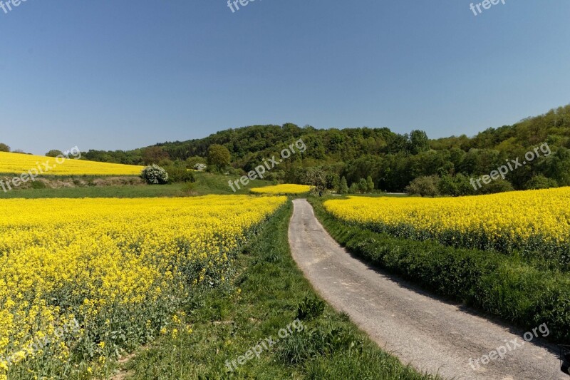 Oilseed Rape Landscape Rape Blossom Away Free Photos