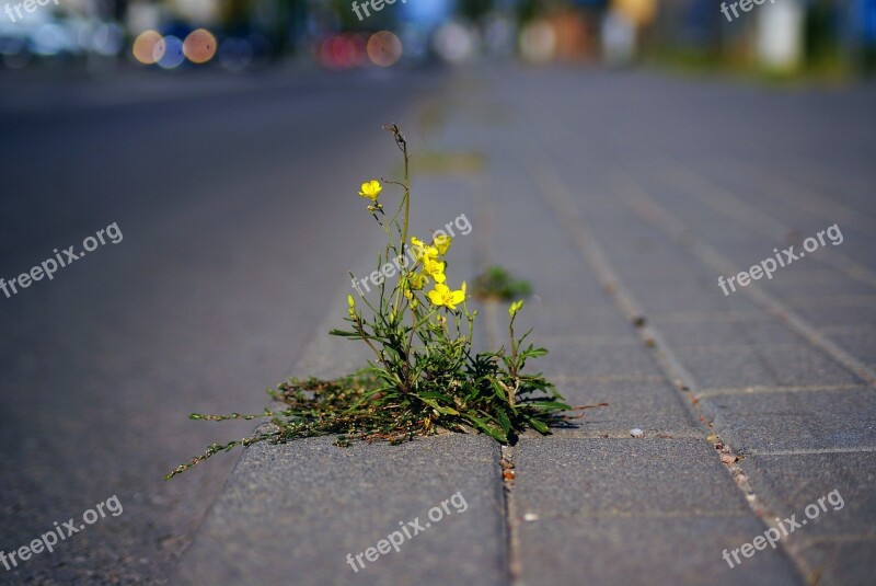 Mustard Weed Plant Pioneer Flower Yellow