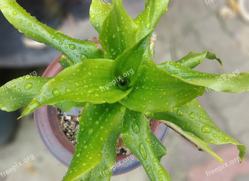 Potted Plant Luck Item Raindrops Blue Non