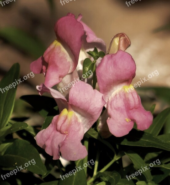 Snapdragon Flower Flowers Pink Ornamental Plants