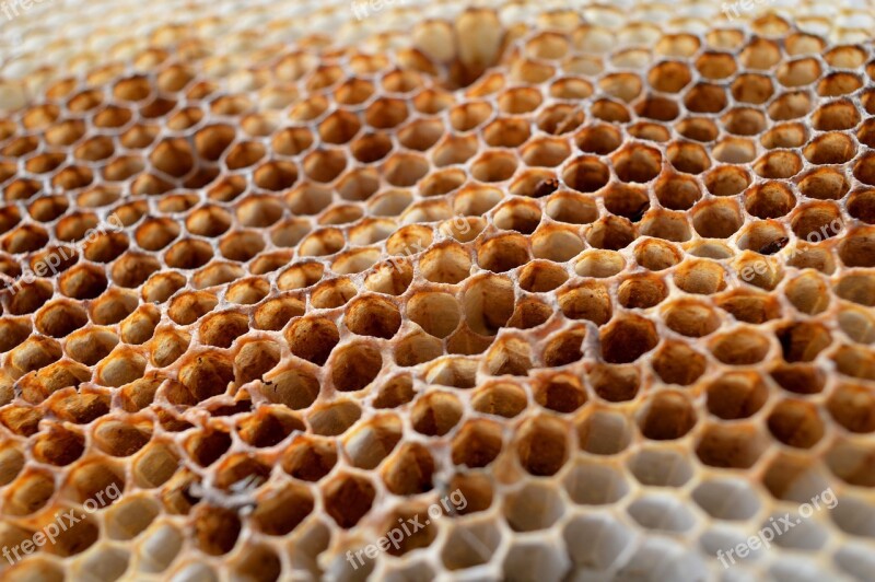 Honeycomb Honeycomb Structure Wax Plate Beekeepers Need Free Photos