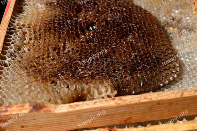 Honeycomb Frames Wax Beekeepers Need Free Photos