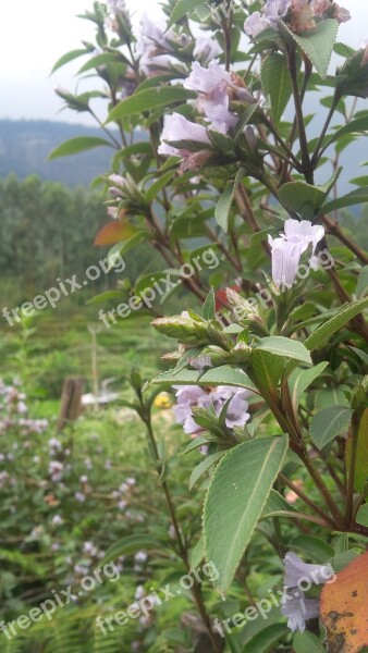 Neelakurinji Munnar Kerala Flower Violet