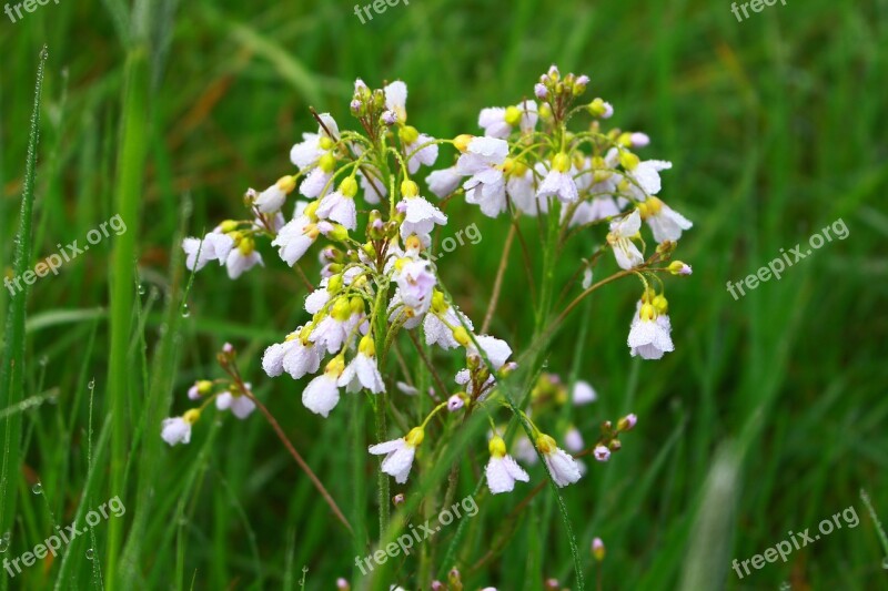 Field Flower Morgentau Meadow Landscape Dewdrop