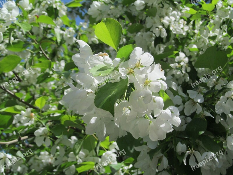 Apple Tree Blooming Apple Tree Nature Garden Spring