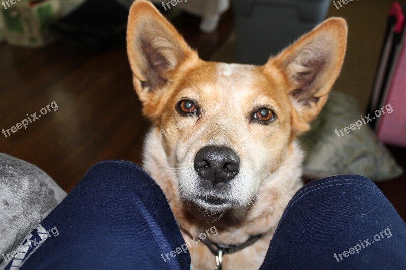 Dog Corgi Red Heeler Puppy Cute