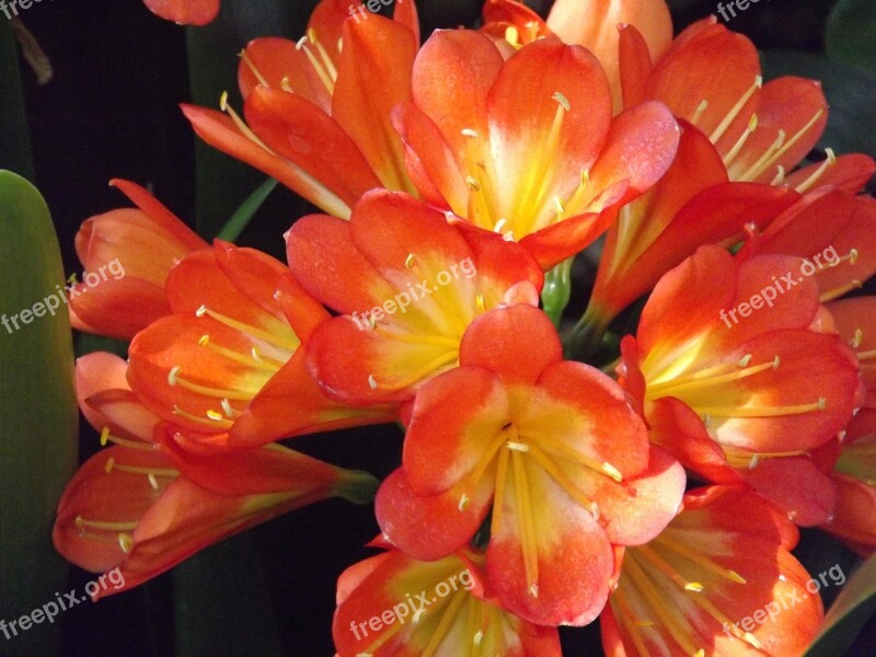 Clivia Bloom Blossom Orange Spring