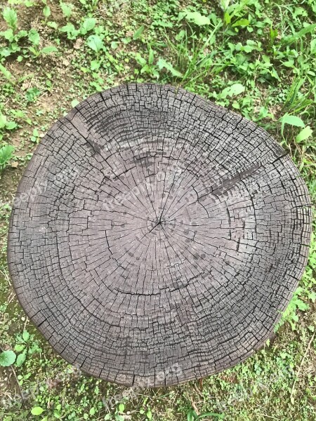 Cut Trees Annual Zone Circle Nature Texture