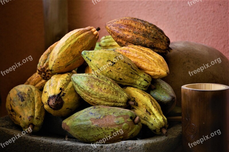 Cacao Cacao Tour Belize Free Photos