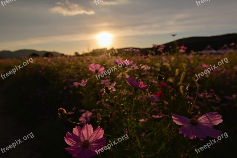 Desktop Fall Flowers Cosmos In Autumn Free Photos