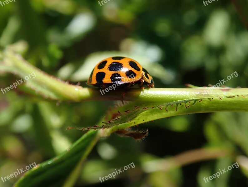 Ladybird Bug Insect Nature Garden