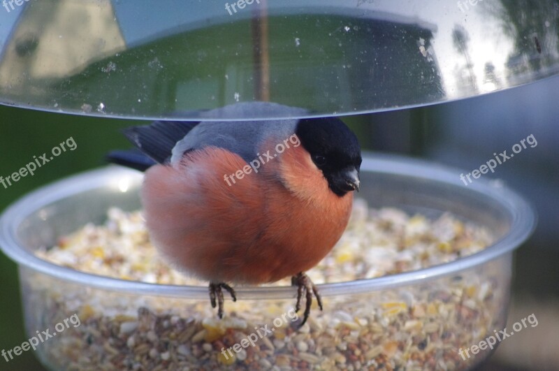 Male Bullfinch Feeding Free Photos