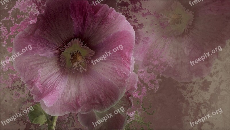 Flower Mallow Stock Rose Abstract Pink