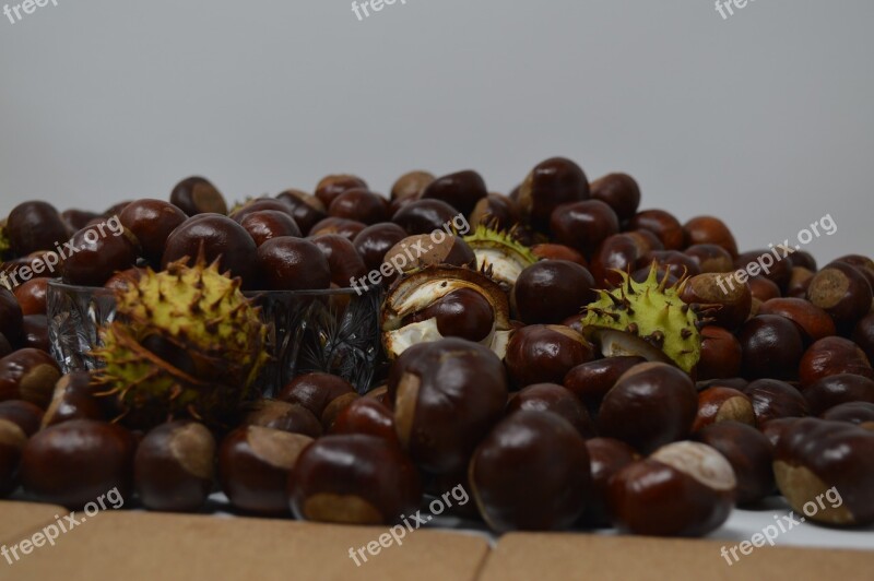 Conker Conkers Horse Chestnut Chestnut Nut