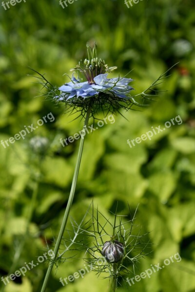 Damascus Nigella Blue Flower Flower Garden Free Photos