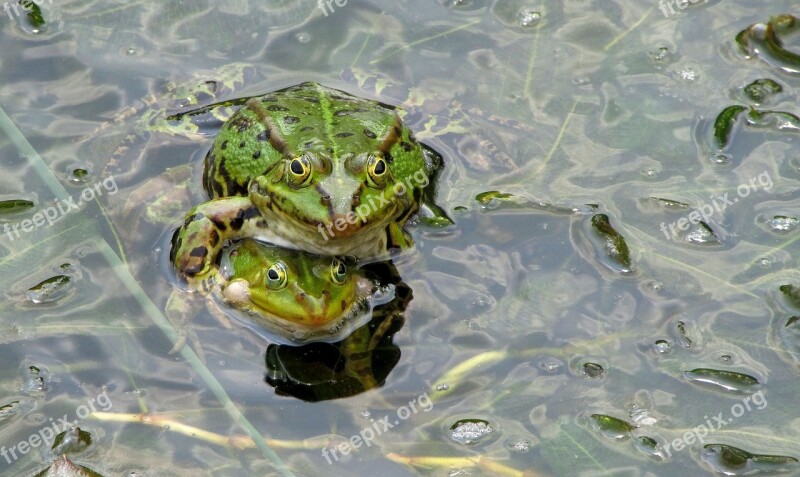 Frog Pond Frog Green Amphibian Creature