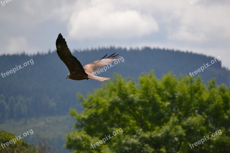 Golden Eagle Flying Trees Bird Eagle