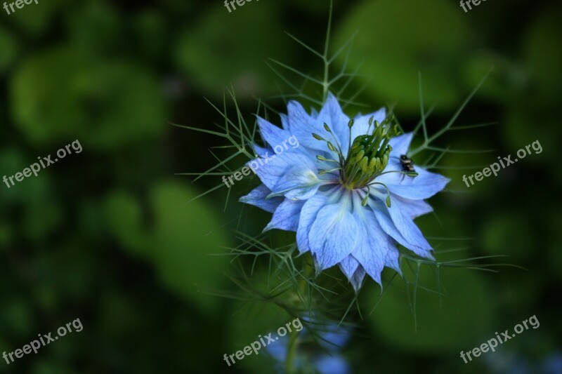 Damascus Nigella Blue Flower Flower Garden Venus Hair Free Photos