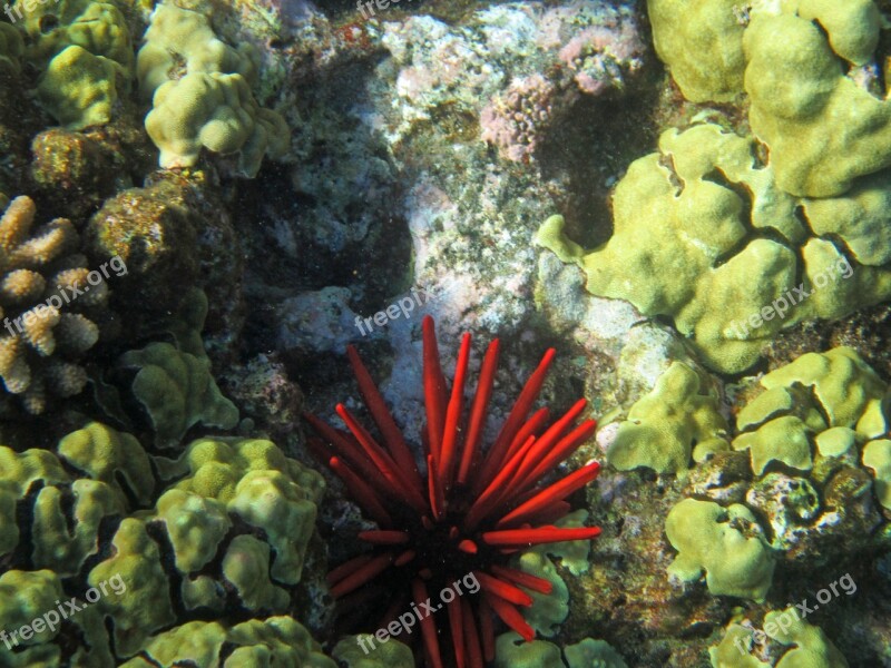 Coral Hawaii Red Sea Urchins Colorful