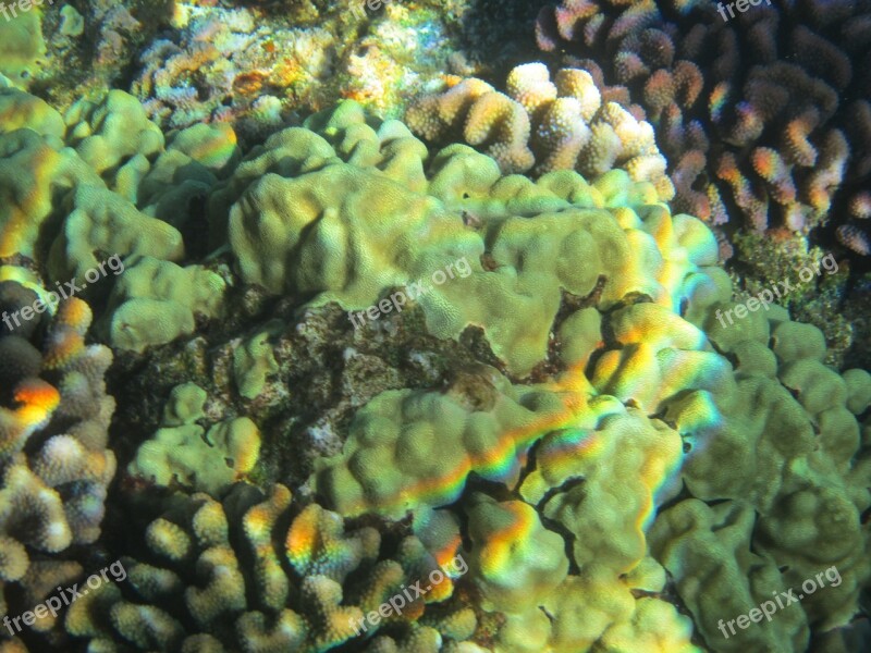 Coral Hawaii Refraction Molokini Colorful