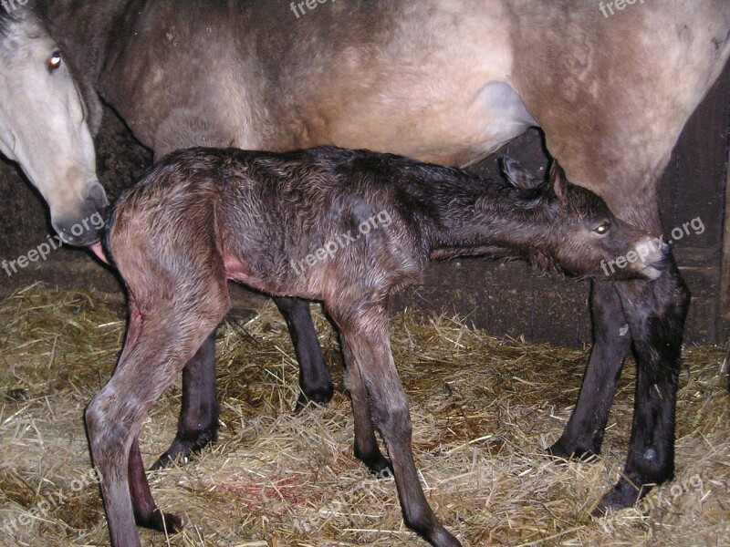 Horse Foal Birth Suckling Mare With Foal