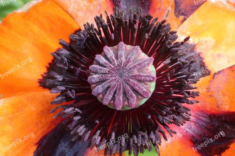 Klatschmohn Blossom Bloom Poppy Flower Red Poppy