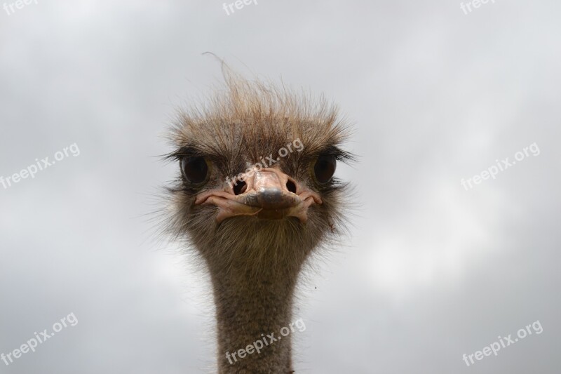 Ostrich Face South Africa Big Eyes Hairy